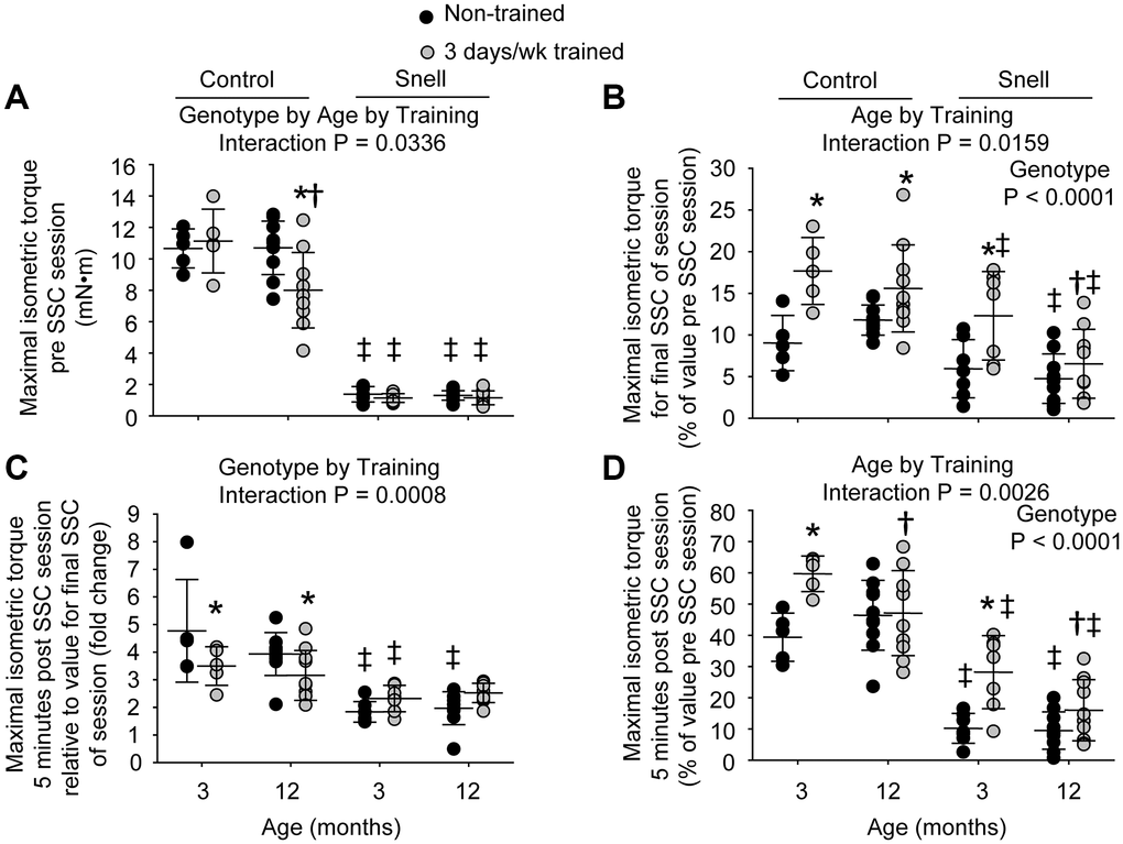 Muscles of Snell dwarf mice were resistant to age-dependent maladaptation from frequent SSC training. Training consisted of a frequency of 3 days per week for 1 month. (A) Maximal isometric torque output decreased with training for 12-month-old control mice while no such training-induced decrease was observed for Snell dwarf mice. (B) Torque depression by the final session SSC was generally reduced with training as assessed relative to pre SSC value. (C) Isometric torque recovery in the minutes following the SSC session was evaluated by comparing the 5 minute post SSC value with the final SSC value of the session. This recovery was unaltered with training for Snell dwarf mice unlike the reduced torque increase observed for control mice. (D) The overall isometric torque depression which persisted to 5 minutes post SSC session was reduced for 3-month-old mice with training regardless of genotype. Sample sizes were N = 5 to 10 per group. Dots represent raw values. Lines denote means ± SD. Relevant ANOVA interactions and main effects are noted. *Different from non-trained value; †Different from comparable 3-month-old value, ‡Different from comparable control value, P 