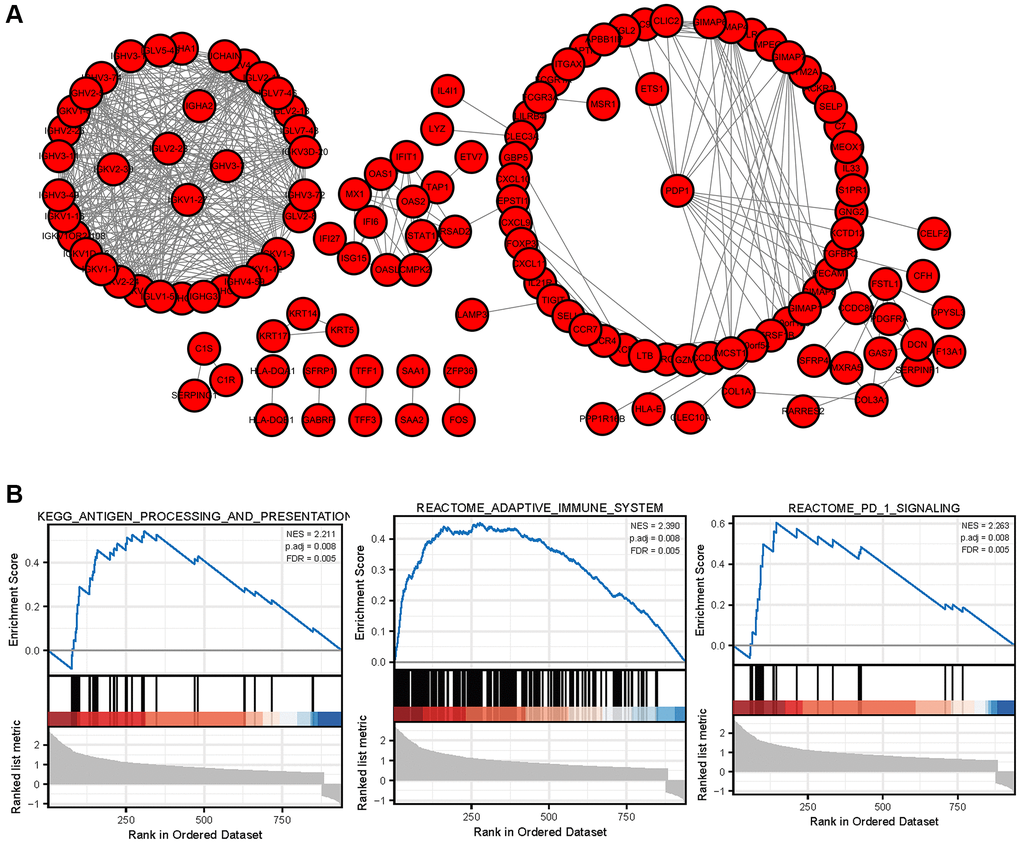 PPI network of DEGs and GSEA enrichment of hub genes (A) The protein interaction network of immune related differentially expressed genes in breast cancer. (B) GSEA enrichment analysis of breast cancer immune related core genes.