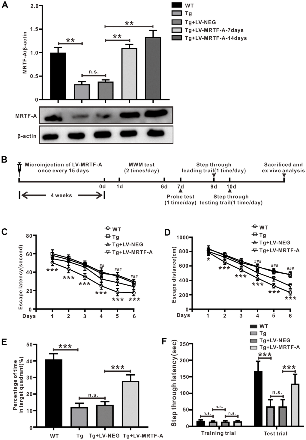 MRTF-A alleviated cognitive impairment in Tg2576 mice. (A) MRTF-A expression in the hippocampus of WT and Tg2576 mice was analyzed after transfected with or without LV-MRTF-A. Data represent means ± SEM from 5 mice per group. (B) The diagram of the treatment of LV-MRTF-A and the assessment of cognitive function in Tg2576 mice. (C–F) The water maze test (C, D), the probe test (E) and the step-through type passive avoidance test (F) were carried out in WT or Tg2576 mice. Data represent means ± SEM from 14-12 mice per group, *P P P 