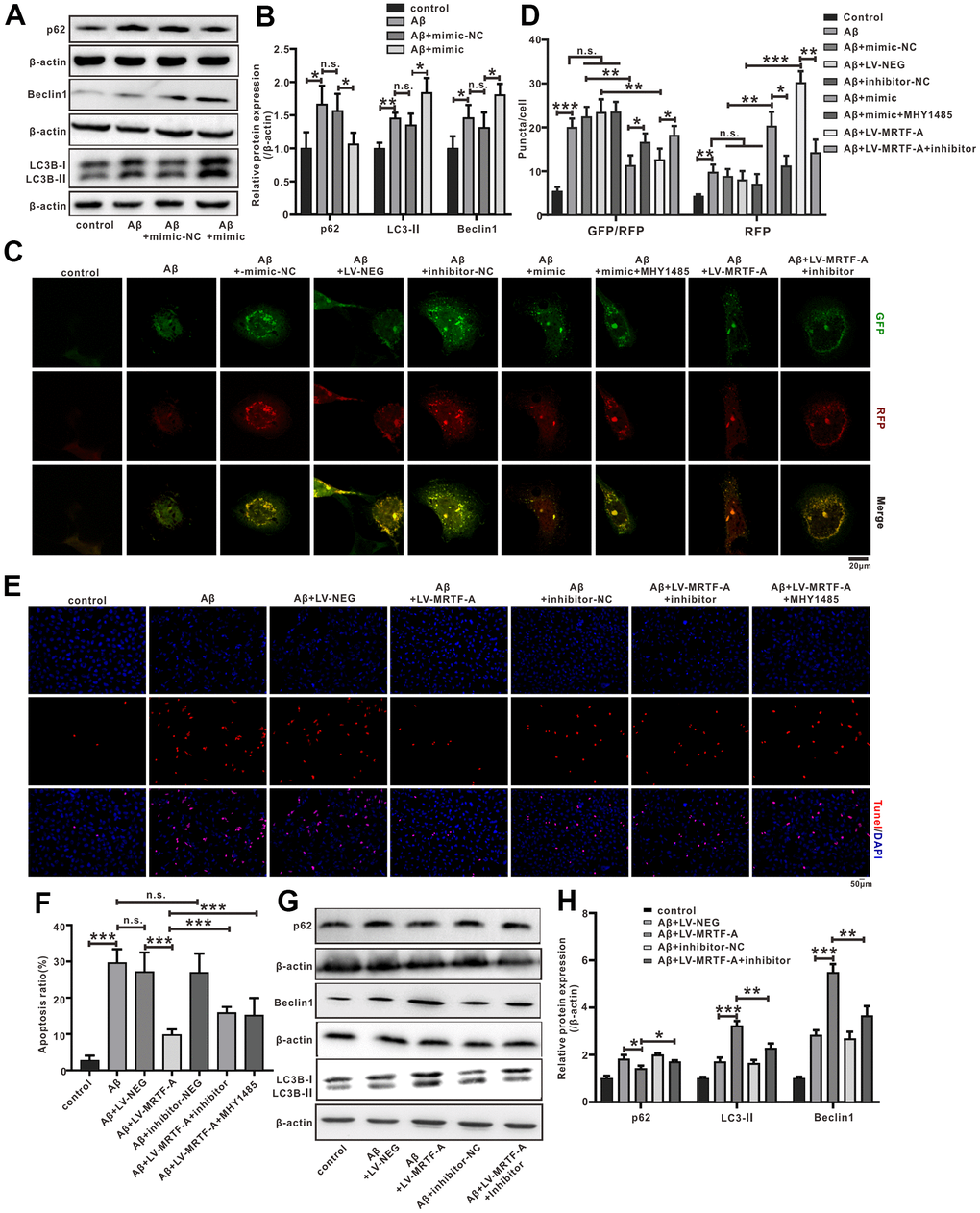 The miR-1273g-3p/mTOR axis involved in MRTF-A against Aβ-induced autophagy impairment and neuronal apoptosis in SH-SY5Y cells. (A, B) LC3II, Beclin1 and p62 level was upregulated by miR-1273g-3p. (C, D) The autophagy flux analysis using Ad-mCherry-GFP-LC3B-tagged protein. (E, F) TUNEL staining for cell apoptosis. (G, H) LC3II, Beclin1 and p62 level was upregulated by MRTF-A. Data represent means ± SEM of 3 independent experiments. *PP P 