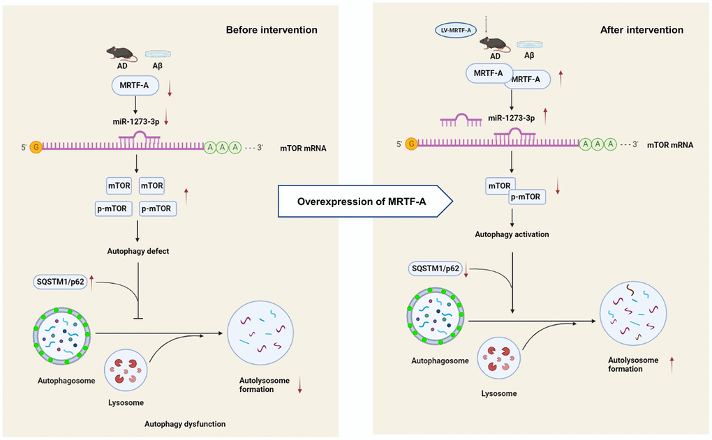 The schematic description of the mechanism of MRTF-A/miR-1273g-3p/mTOR axis in regulating autophagy in Alzheimer models.