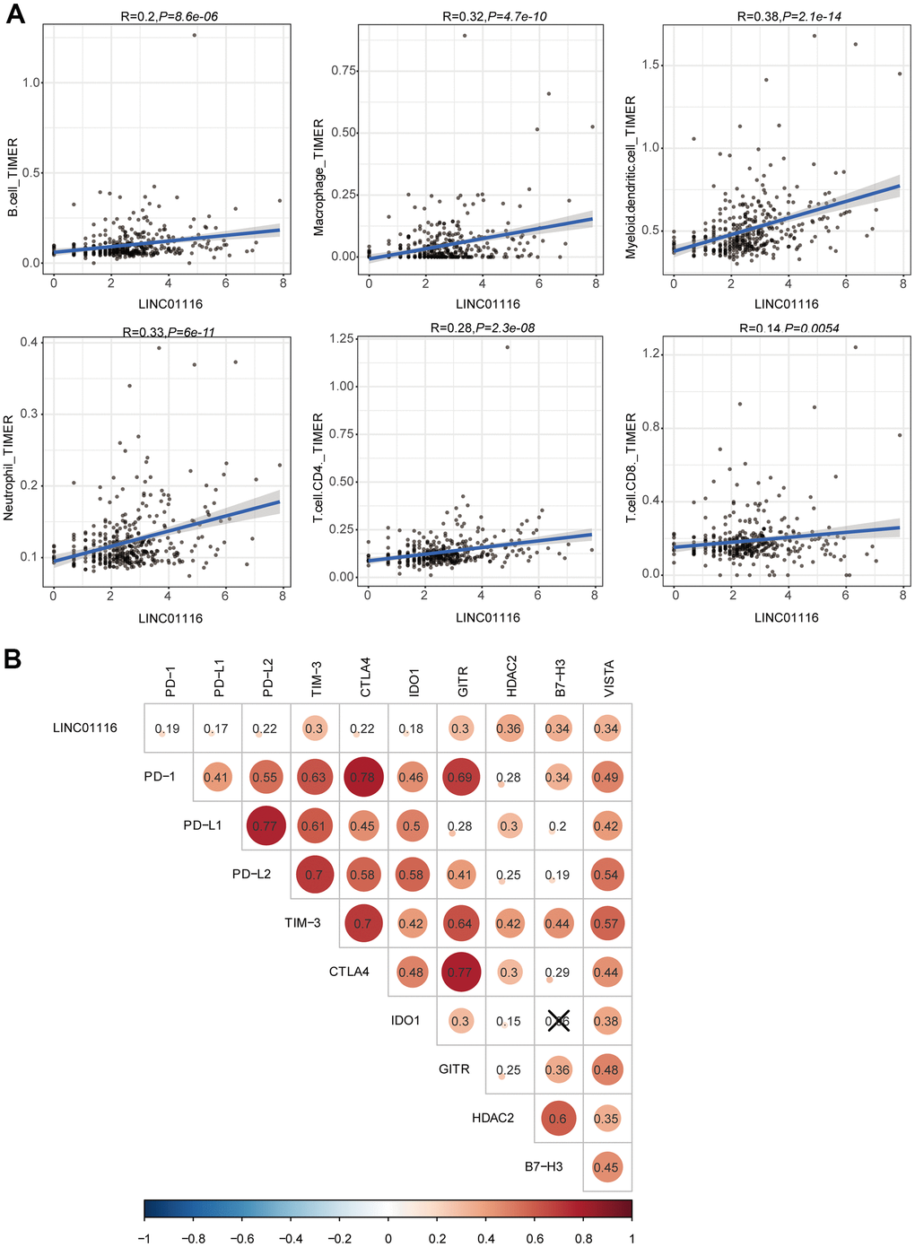 (A) Correlation analyses of LINC01116 with immune cell infiltration based on TIMER database. (B) Correlation analyses of LINC01116 with immune checkpoint targets.