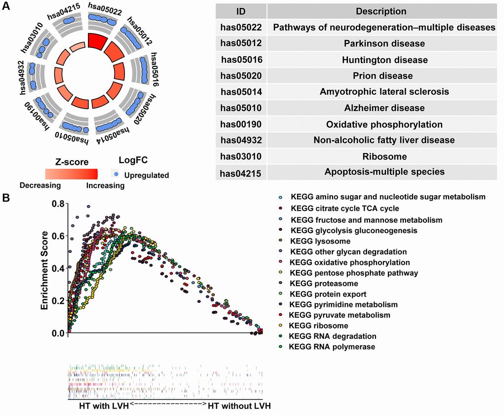 Pathway enrichment analysis. (A) The circle plot of KEGG enrichment analysis. Each spot in the circle represents a gene, and the outer circle refers to significant enrichment signaling pathways IDs. The inner circle shows the Z-score, the color depth corresponding to the value of the Z-score. The right table annotates the specific KEGG pathways. (B) Fifteen significantly enriched pathways in the HT with LVH group through gene set enrichment analysis (GSEA).