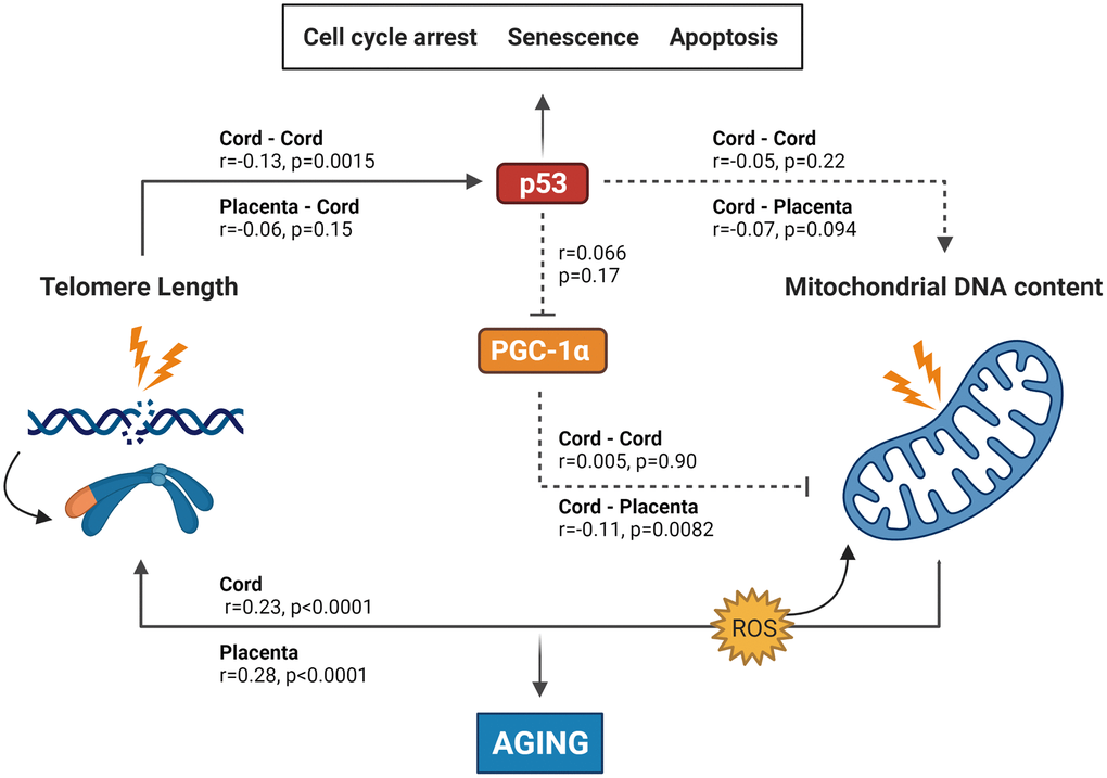 the-telomere-mitochondrial-axis-of-aging-in-newborns-aging