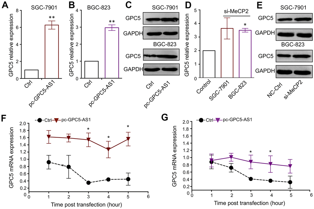 GPC5-AS1 regulates GPC5 expression by enhancing mRNA stability. (A, B) GPC5 mRNA expression was measured in SGC-7901 and BGC-823 cells transfected with pc-GPC5-AS1. (C) GPC5 protein expression was measured in SGC-7901 and BGC-823 cells transfected with pc-GPC5-AS1. (D, E) GPC5 mRNA and protein expression was measured in SGC-7901 and BGC-823 cells transfected with si-MeCP2. (F, G) GPC5 mRNA expression level was measured at a time curve in SGC-7901 and BGC-823 cells transfected with pc-GPC5-AS1 or ctrl, following treatment with actinomycin D. (p* p** 