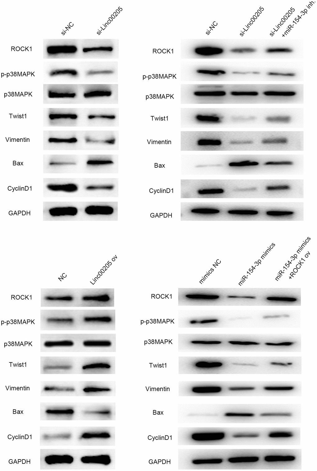 Linc00205 affects the p38 MAPK signaling pathway by interacting with ROCK1, and further affects EMT pathway-related protein (vimentin), apoptosis pathway protein (Bax) and proliferation pathway protein (cyclinD1) and the effects are regulated by miR-154-3p and ROCK1. Western blot assays for ROCK1, p-p38MAPK, p38MAPK, Twist, Vimentin, Bax and CyclinD1 protein expression in HepG2 cells transfected in different groups.