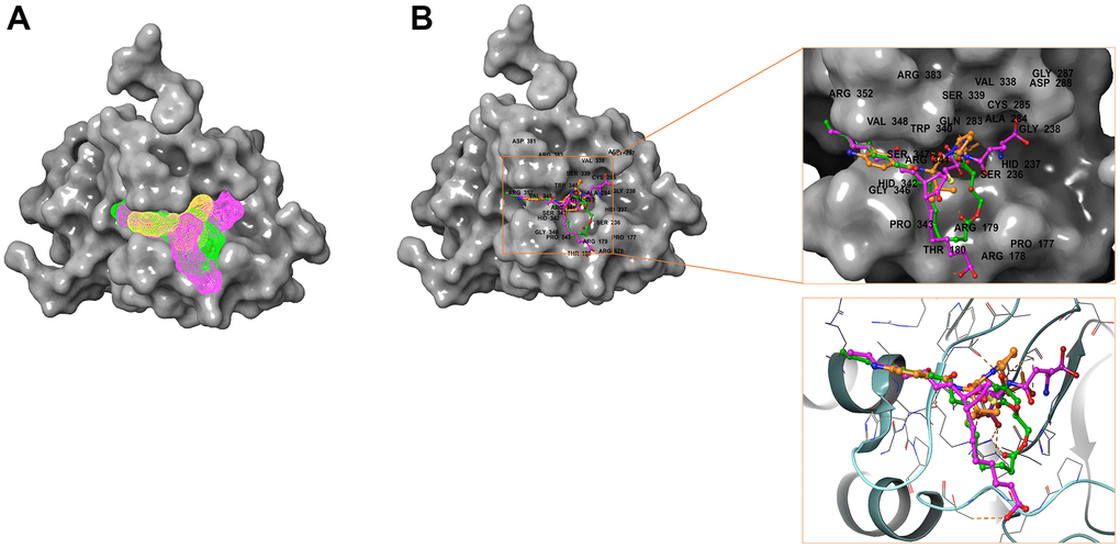 Comparison of spatial conformation of small molecules in protein binding pockets. The gray surface of Caspase-1 was added. (A) Structures and net electron cloud structures of ZINC000004099068, ZINC000100634116, Belnacasan are shown in purple, green, orange, respectively. (B) Structures of ZINC000004099068, ZINC000100634116, Belnacasan are shown in purple, green, orange sticks, respectively.