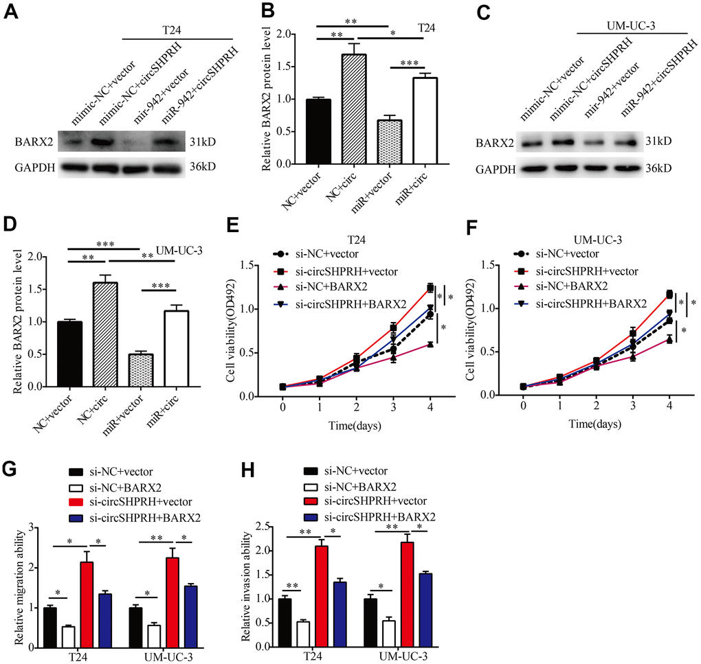 circSHPRH suppresses the malignant behavior of BCa through the miR-942/BARX2 pathway. (A–D) Rescue assays indicated that the inhibitory effect of miR-942 on BARX2 was partially reversed by circSHPRH overexpression in T24 (A, B) and UM-UC-3 cells (C, D). (E–H) Rescue assays indicated that the promoting effect of circSHPRH knockdown on cell proliferation (E, F), migration (G) and invasion (H) in T24 and UM-UC-3 cells was abrogated by BARX2 overexpression. *PP