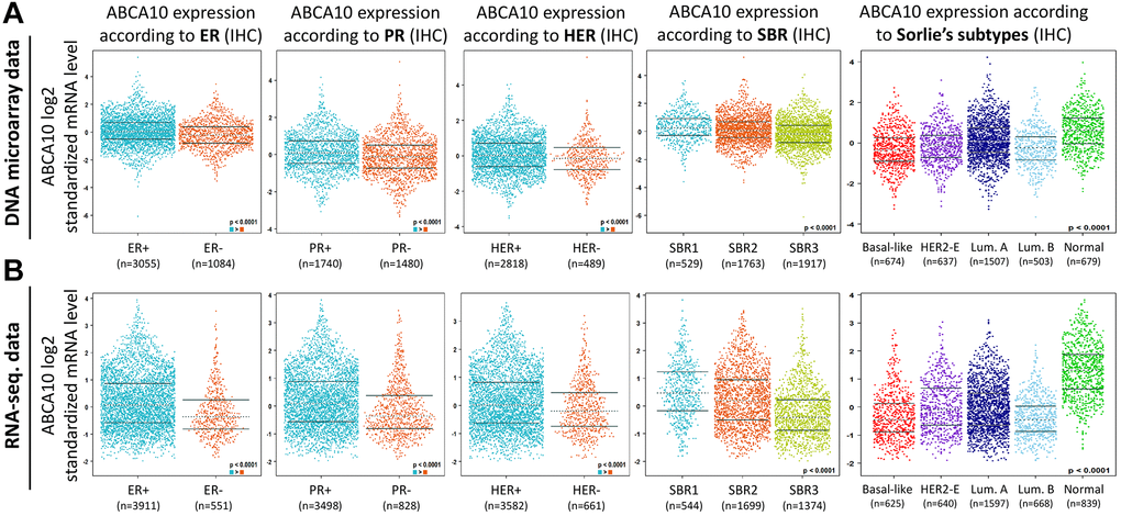 Association between ABCA10 gene expression and clinical pathological parameters in patients with breast cancer. (A, B) ABCA10 mRNA expression levels were shown in breast cancer patients by bee swarm in DNA microarray datasets and RNA-sequencing datasets. (Abbreviations: ER: estrogen receptor; PR: progesterone receptor; HER2: human epidermal growth factor receptor 2).