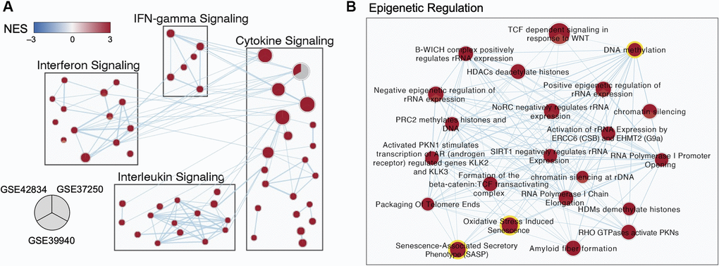 Multi-cohort transcriptomic analyses corroborated a role for epigenetic regulation in TB. (A) Selected subnetworks of enriched pathways associated with active TB diagnosis from three transcriptomic datasets. (B) Zoom-in of the Epigenetic Regulation Subcluster. Each node in the network represents an annotated gene set. Each node is a pie-chart corresponding to the normalized enrichment score (NES) for each dataset. Only nodes with a false discovery rate (FDR) q-value 0.55 are visualized. The color of each pie on the map indicates the NES (blue for negative NES, and red for positive NES). The size of each node is proportional to the size of the gene sets.