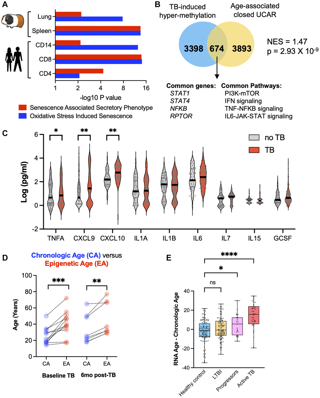 TB induced cellular senescence and premature cellular aging. (A) Humans and guinea pigs with TB demonstrated DNA hypermethylation gene changes that enriched for the SASP and OSIS pathways (Reactome overrepresentation p-values). (B) Hypermethylated genes in CD8+ T cells from patients with TB statistically overlapped with old age-associated closed chromatin conformation changes. (C) Multiplex ELISA of senescence associated proteins in patients with TB compared to healthy controls. (D) Epigenetic age (using the Horvath DNA methylation clock) is increased as compared to chronological age in TB patients at baseline and 6 months after the completion of successful anti-TB therapy. (E) Difference between chronological age and biological age using the RNA age calculator demonstrates an increase in TB patients compared to healthy controls (one-way ANOVA with Tukey’s multiple comparison).