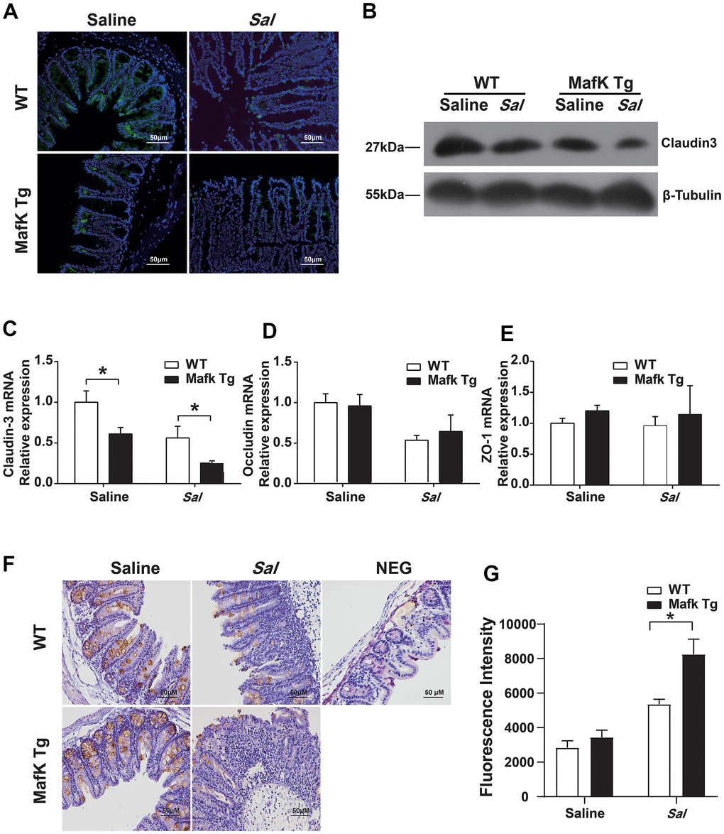 MafK increases intestinal barrier damage during Salmonella infection. Streptomycin-pretreated WT and MafK Tg mice were orally infected with Salmonella (n = 10 each group) for 48 h. Claudin3 expression was examined in cecum sections by (A) immunofluorescence and (B) western blotting. The mRNA levels of (C) claudin-3, (D) occludin and (E) ZO-1 in the cecum were examined by real-time PCR. The data were normalized to GAPDH and are shown as the fold increase in mRNA. (F) Immunohistochemistry staining for mucin 2. (G) Intestinal permeability was measured using FITC-dextran. *p p 