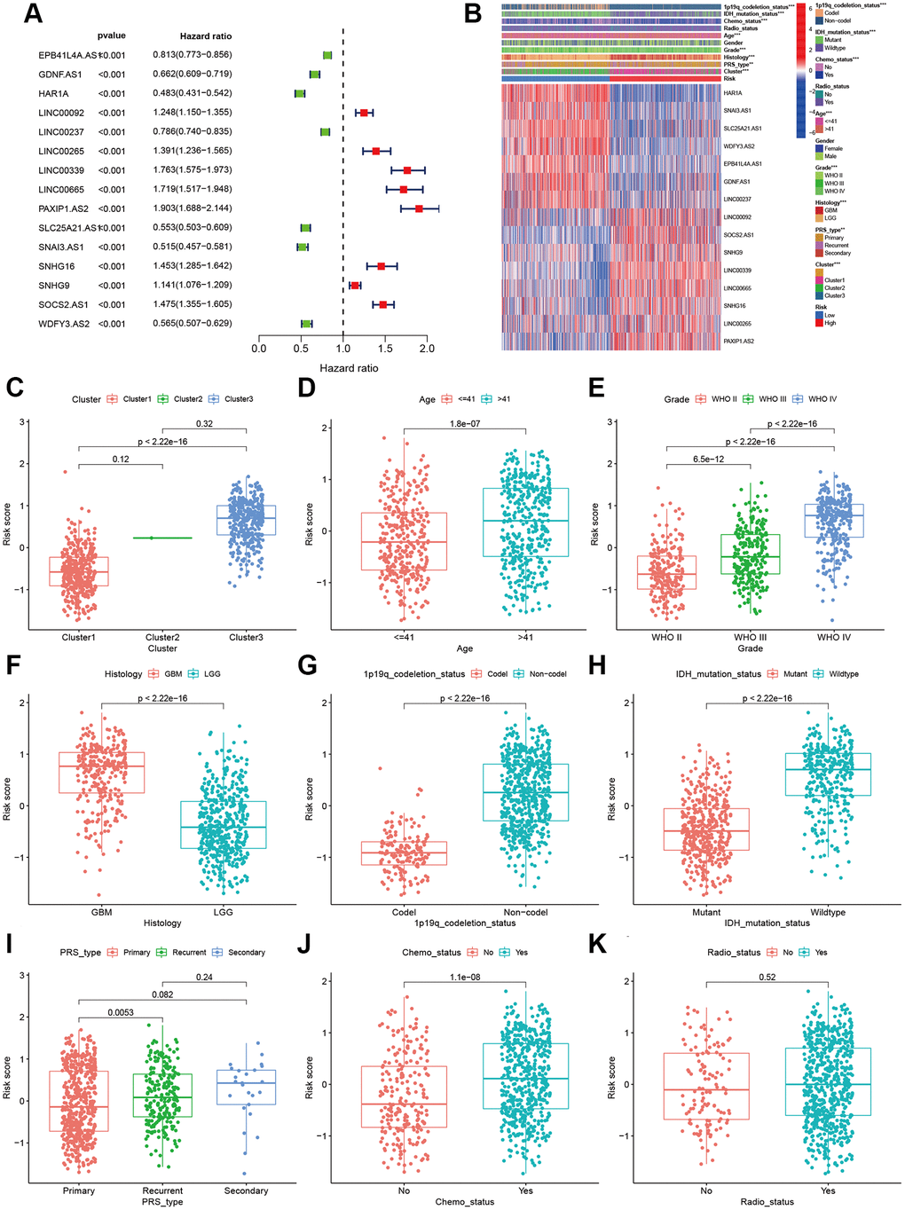 Correlations of clinical characteristic with identified aging-related lncRNAs signature. (A) Forest of univariate COX regression for 15 signature lncRNAs. (B) Heatmap showed that correlation of clinical parameters with risk scores and expression of 15 lncRNAs in high- and low-risk group. Boxplot showed the comparisons of risk score in different subgroups: (C) Cluster1 vs. Cluster2 vs. Cluster3. (D) age ≤41 vs. >41, (E) WHO II vs. WHO III vs. WHOIV. (F) GBM vs. LGG, (G) 1p19q