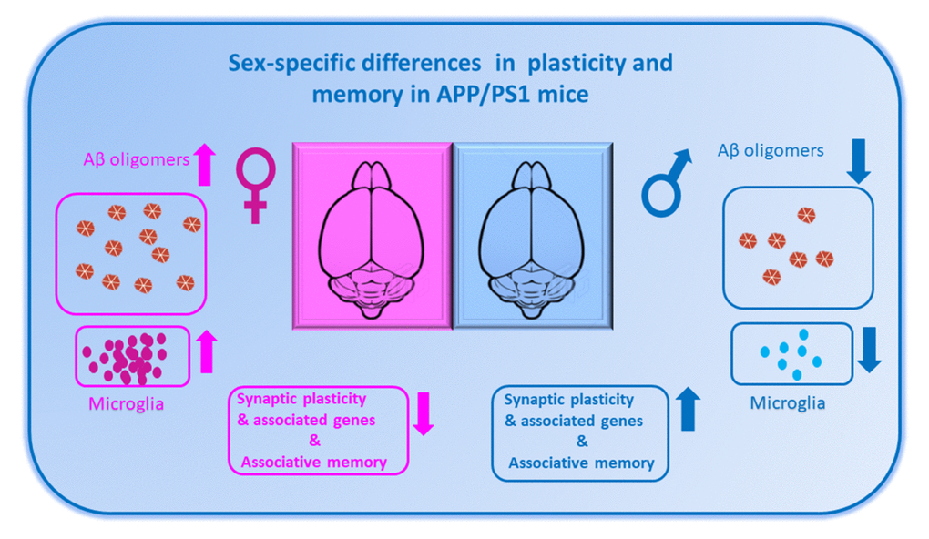 Sex Matters In Alzheimers Disease Aging