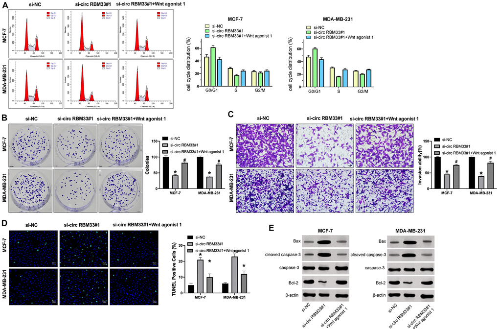 Wnt signal activation prevents si-circRBM33 effect on breast cancer cells. (A–D) MCF-7 and MDA-MB-231 cells were treated with circRBM33 siRNA or co-treated with circRBM33 siRNA and Wnt agonist 1 (10 μM). (A) The cell cycle was determined by flow cytometry analysis. (B) The cell proliferation was measured by clone formation assay. (C) The cell invasion was detected by Transwell assay. (D) The cell apoptosis was assessed by TUNEL assay. (E) The expression of Bax, cleaved caspase-3, caspase-3, and Bcl-2 was tested by Western blot analysis. Data are presented as mean ± SEM. Statistic significant differences were indicated: * P P 