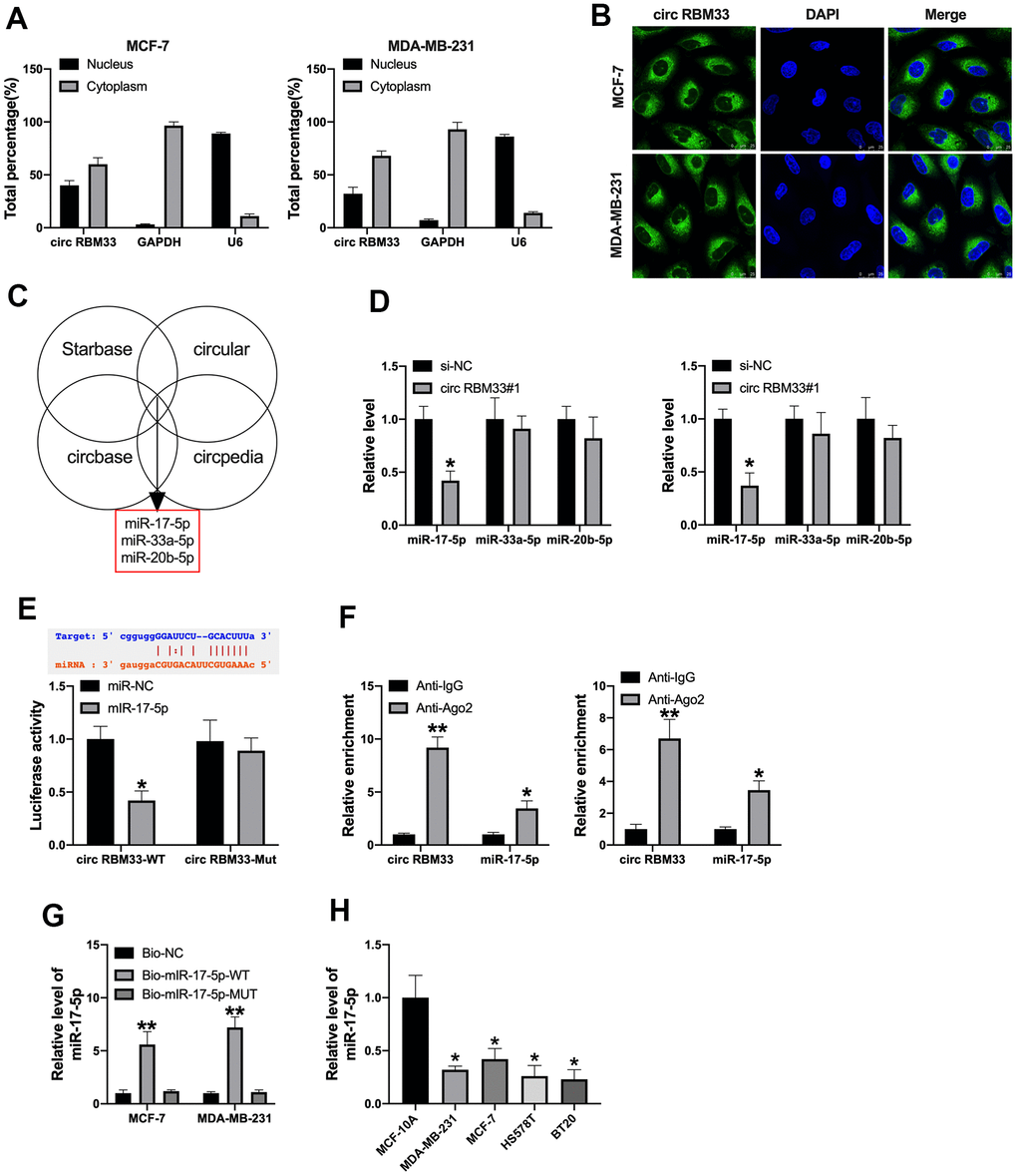 CircRBM33 acts as a sponge for miR-17a-5p. (A, B) Subcellular fractionation assay was performed to identify the location of circRBM33; (C) The predicted target of circRBM33; (D) The underlying target level of circRBM33, miR-17-5p, miR-33a-5p, miR-20b-5p; (E) The binding sites between circRBM33and miR-17a-5p; Luciferase activity of miR-17a-5p mimic with PITPNA-AS1-WT or PITPNA-AS1-MUT; (F) AGO2 RIP assay; (G) Pull-down assay. (H) MiR-17a-5p expression in breast cancer cell. Data are presented as mean ± SEM. Statistic significant differences were indicated: ns, no significance, * P P 