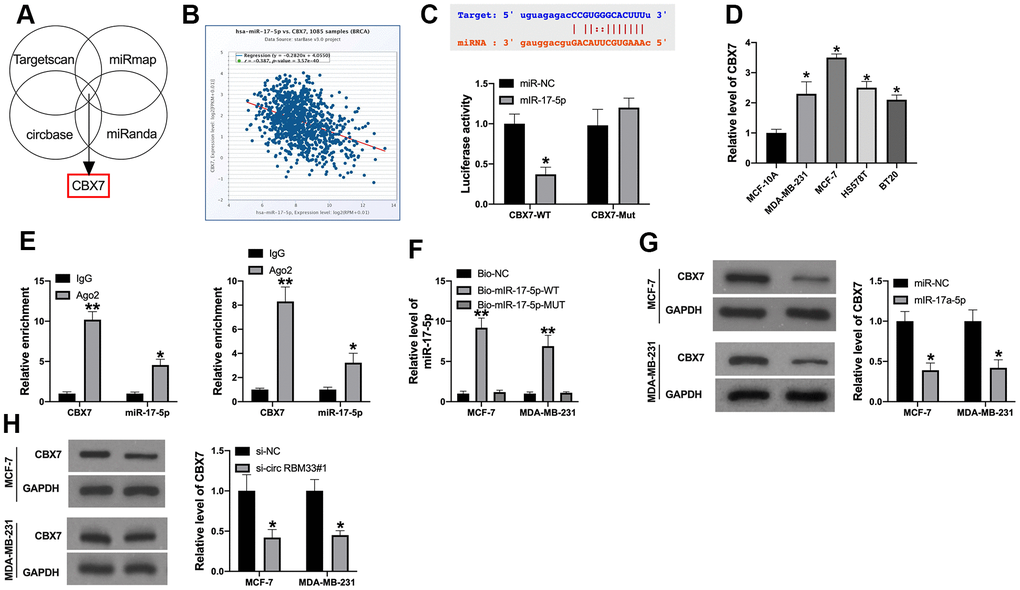 MiR-17a-5p regulates CBX7 expression in breast cancer cells. (A) Possible mRNA regulated by miR-17a-5p were selected and are presented in a Venn diagram; (B) The negative relationship between miR-17a-5p and CBX7. (C) The binding sites between CBX7 and miR-17a-5p; Luciferase activity of miR-17a-5p mimic with CBX7-WT or CBX7-MUT; (D) CBX7 expression in breast cancer cell. (E) AGO2 RIP assay; (F) Pull-down assay. (G, H) CBX7 expression regulation by miR-17a-5p mimic or circRBM33 inhibitor in breast cancer cells; Data are presented as mean ± SEM. Statistic significant differences were indicated: * P P 