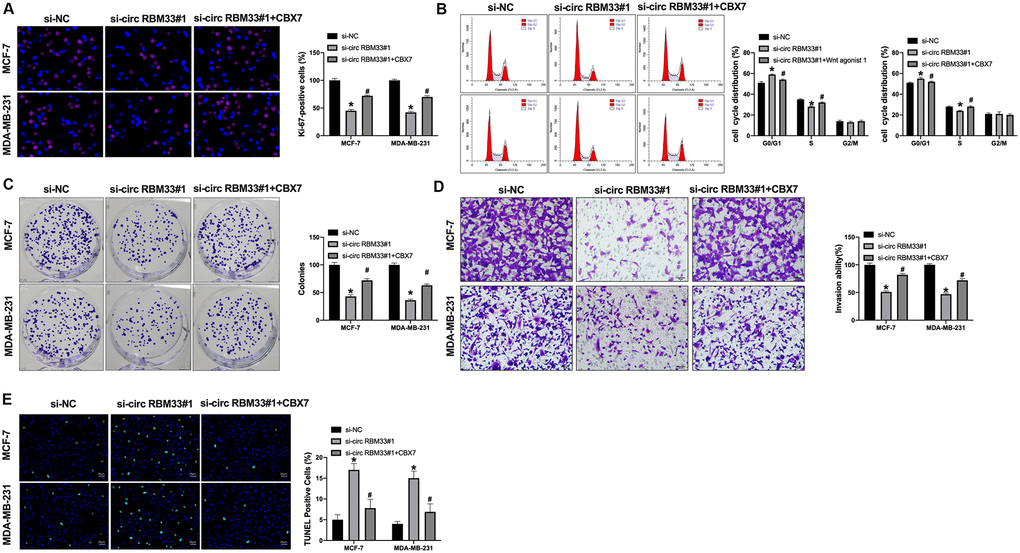 CIRCRBM33 regulates tumor growth via targeting CBX7. (A) Ki-67 staining was used to detect the cell proliferation; (B) Cell cycle determined by flow cytometry analysis. (C) The cell proliferation was detected by clone formation assay. (D) The cell invasion was measured by Transwell assay. (E) The cell apoptosis was determined by TUNEL assay. Data are presented as mean ± SEM. Statistic significant differences were indicated: ** P P 