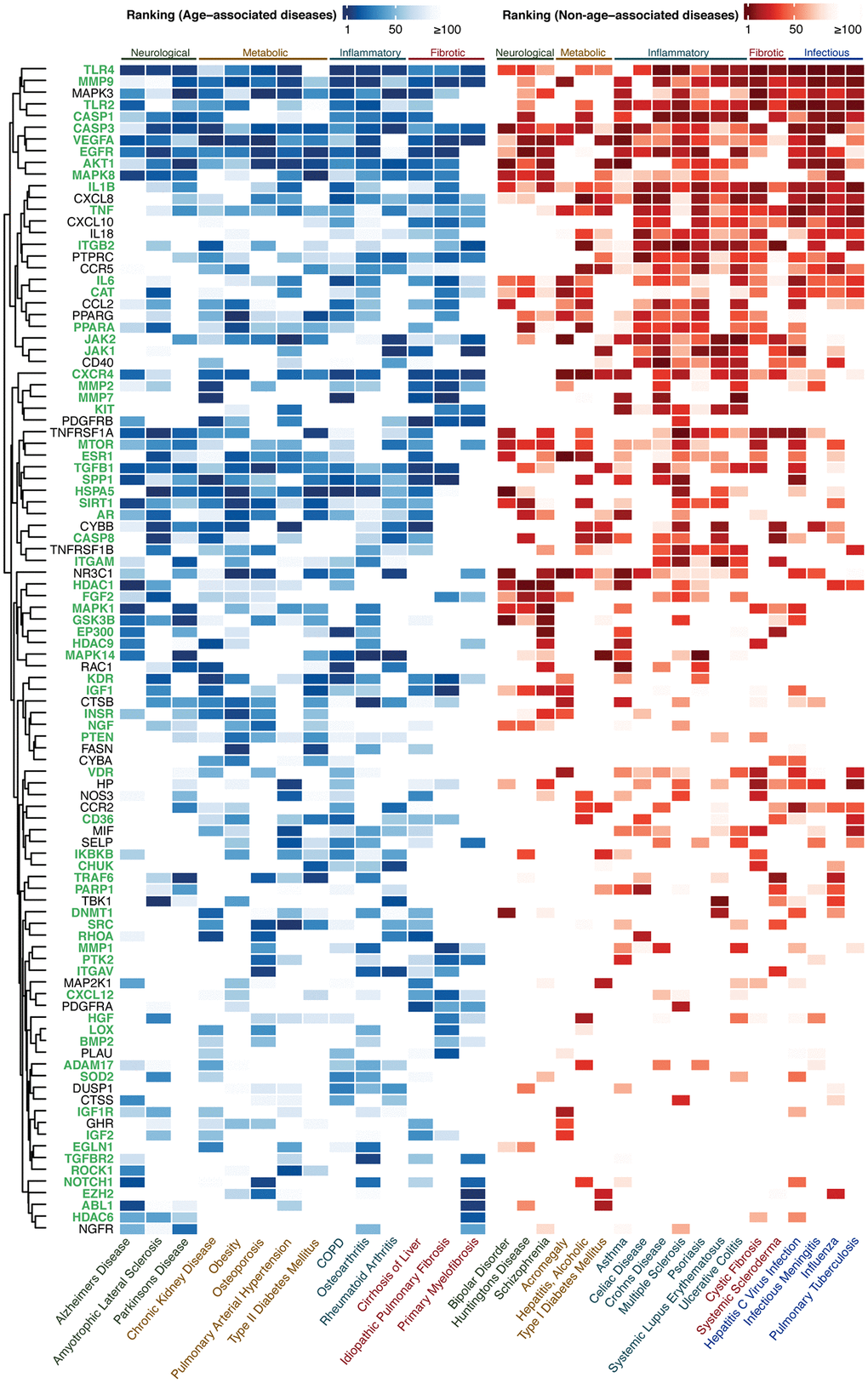 Ranking of the top-100 gene set for AADs under high confidence settings. The ranking of the targets in AADs and NAADs are colored in blue-white and red-white thermal scales respectively. High color intensity stands for high ranking. The lowest ranking was capped at 100. Targets associated with the hallmark(s) of aging are labeled in green. Abbreviation: COPD: Chronic obstructive pulmonary disease.