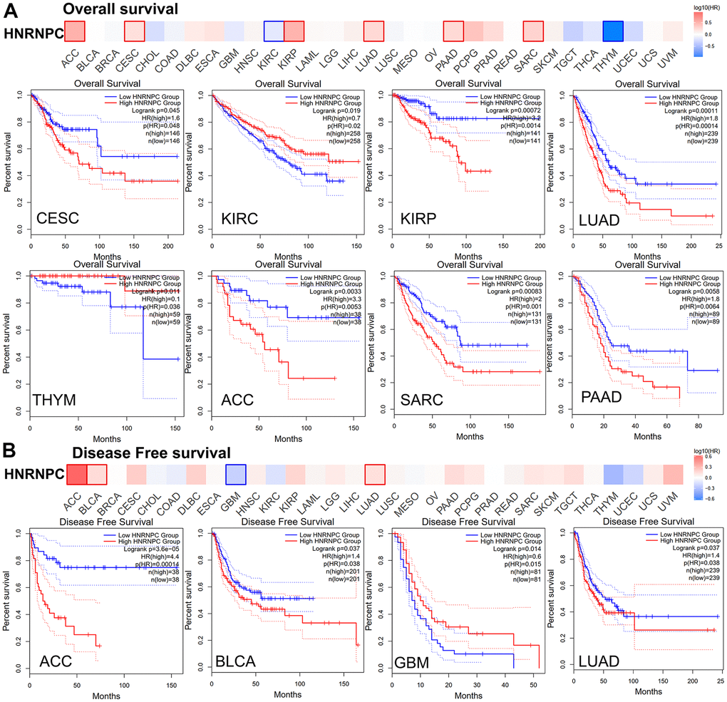 Relationship between HNRNPC gene expression and survival prognosis of cancers in TCGA. (A) overall survival and (B) disease-free survival.