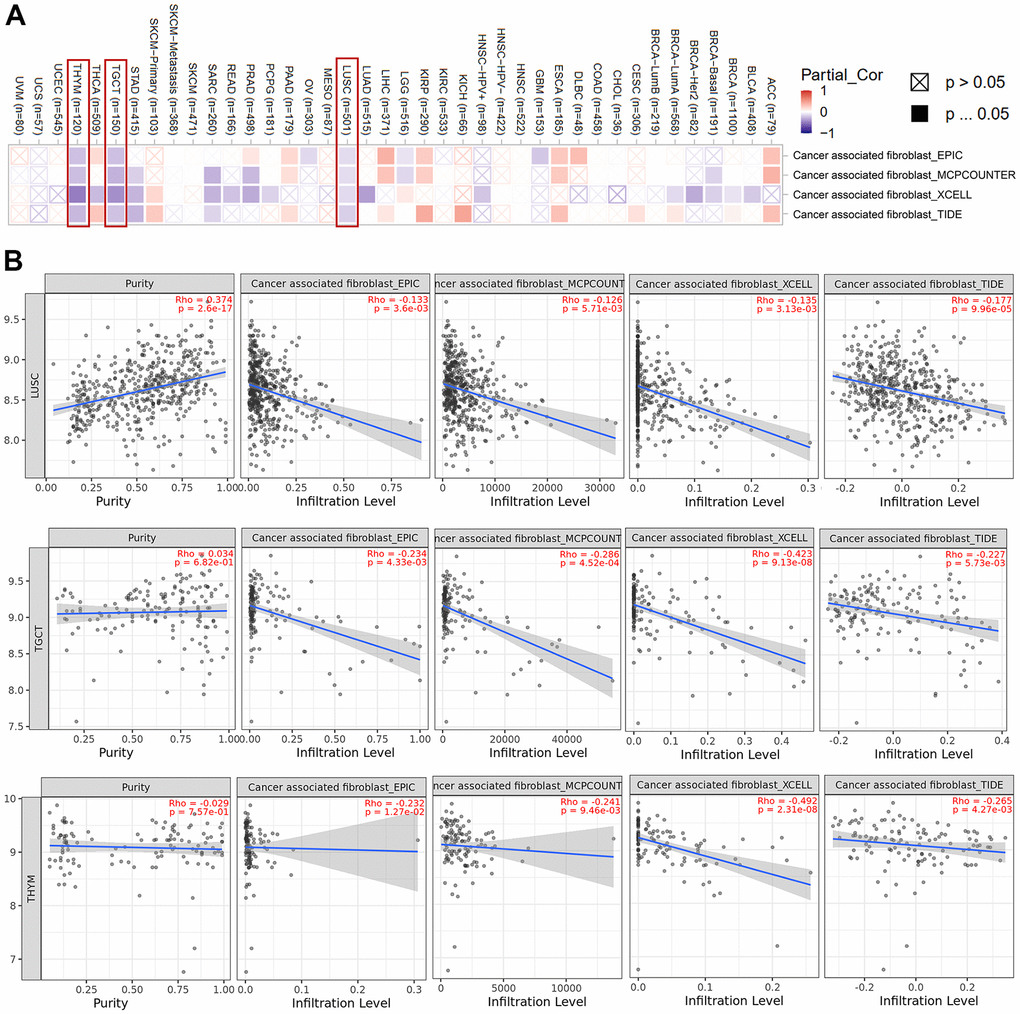 Cancer-associated fibroblasts associated with HNRNPC expression. (A) Heat map showing cancer-associated fibroblasts associated with HNRNPC expression in pan-cancer. (B) HNRNPC expression and cancer-associated fibroblasts estimation value scatter plots in LUSC, TGCT and THYM.
