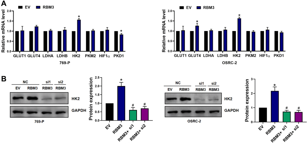 RBM3 promoted the expression of HK2 in ccRCC cells. (A) RT-qPCR was used to measure glycolysis-related genes in both 769-P or OSRC-2 cells, n = 6. (B) The HK2 protein level in the 769-P and OSRC-2 cells after treated with si-NC or RBM3 siRNA were tested by western blot, n = 4. *p #p ##p 