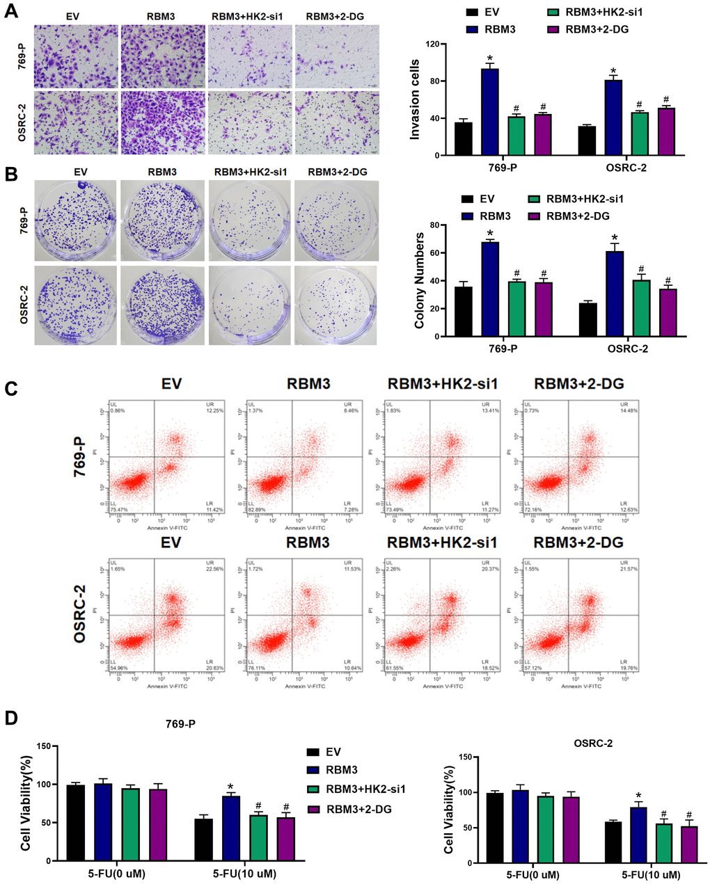 RBM3 regulated the chemoresistance of ccRCC cells by HK2 in vitro. (A) Cells invasion of the 769-P and OSRC-2 cells exposed to 5-FU. Representative images were shown on the left. Bar graphs were mean ± SD. n = 5. (B) Colony formation of the 769-P and OSRC-2 cells exposed to 5-FU, n = 3. (C) The effect of RBM3 on cell apoptosis was abolished by HK2 siRNA or 2-DG. (D) MTT was used to measure cell viability, n = 10. *p #p 