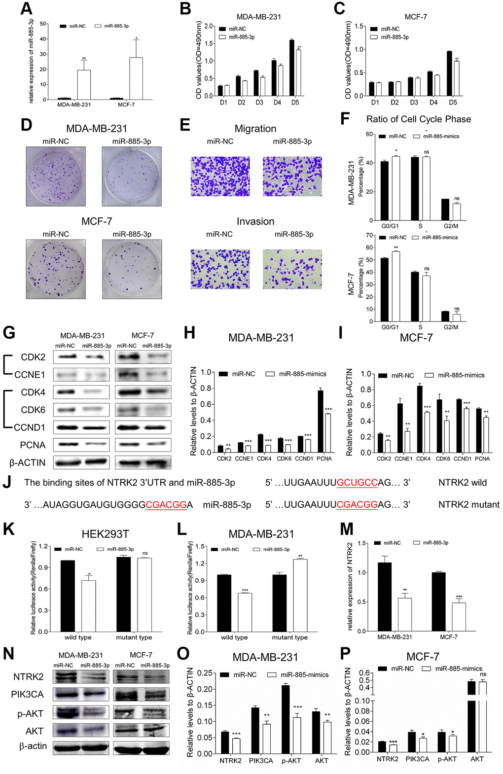 MiR-885-3p suppressed the proliferation of breast cancer and targeted NTRK2 to affect the PIK3CA/AKT signaling pathway. (A) The transfection efficiency of miR-885-3p mimics in MDA-MB-231 and MCF-7 cells. (B, C) MTT assays of both cell lines showed that the proliferation was inhibited by overexpression of miR-885-3p. (D) Colony formation assays showed that overexpression of miR-885-3p suppressed both cellular colony-forming capacities. (E) The migration and invasion of MDA-MB-231 cells were suppressed after overexpressing miR-885-3p. (F) Histogram of the percentage of cell cycle distribution of G0/G1, S, and G2/M phases with overexpression of miR-885-3p in both breast cancer cells; miR-885-3p could arrest both cells in G0/G1 phase. (G) Protein levels of CDK2, CCNE1, CDK4, CDK6, CCND1, and PCNA in MDA-MB-231 and MCF-7 cells decreased after increasing the expression of miR-885-3p. (H, I) Columns were used to quantify the cell cycle protein expression levels in (I) relative to β-actin. (J) The predicted wild-type binding sites and designed mutant-type binding sites of miR-885-3p and NTRK2. (K, L) Dual-luciferase reporter assays conducted in HEK293T and MDA-MB-231 cells with miR-885-3p and NTRK2 suggested that miR-885-3p decreased the relative activity of luciferase reporters of the wild-type group. (M) Relative expression of NTRK2 decreased in the MDA-MB-231 and MCF-7 cells overexpressing miR-885-3p. (N) The protein levels of NTRK2, PIK3CA, and p-AKT decreased in the two cell lines treated with miR-885-3p mimics, while those of AKT remained unchanged. (O, P) Columns were used to quantify the protein expression levels relative to β-actin. *p **p ***p 
