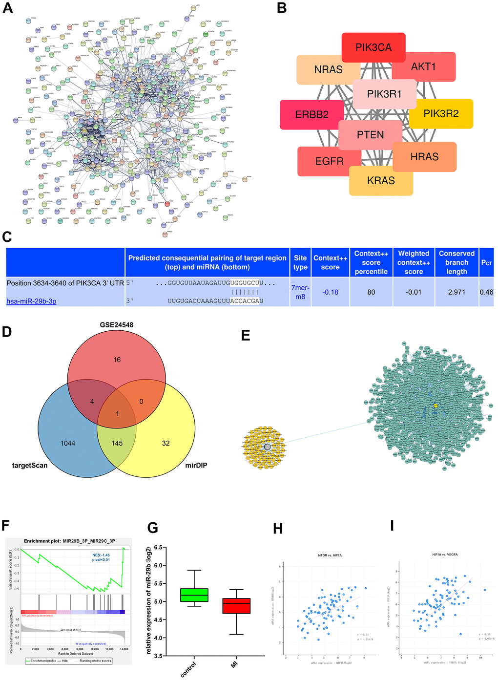 PPI network analysis and miRNA target gene prediction. (A) PPI network of the DEGs. (B) The hub genes identified from the PPI network. (C) The binding sites of mRNAs and miRNAs were plotted. (D) Venn diagram for intersection of DEGs from GSE24548 and GSE76604 showed the miRNAs such as miR-29b. (E) miRNA and mRNA interaction network. (F) Through GSEA, we found that miR-29 was enriched. (G) The expression of miR-29 was lower in MI group. (H, I) Correlation analyses between mTOR and HIF-1α and between HIF-1α and VEGF indicated that HIF-1α was positively correlated with mTOR and VEGF, respectively.