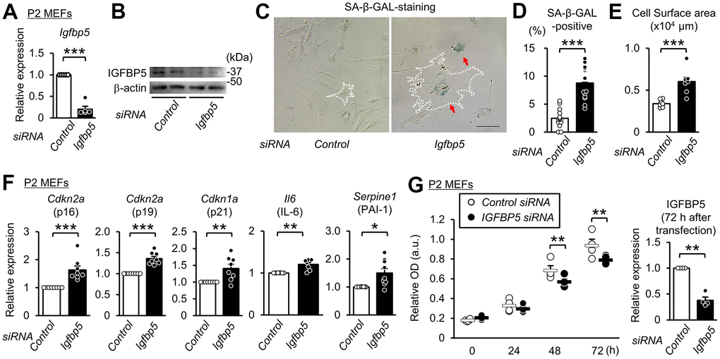 Knockdown of IGFBP5 induces premature senescence in young MEFs. (A) Levels of Igfbp5 mRNA in P2 MEFs 48 h after transfection with control siRNA and siRNA against Igfbp5. N=5 in each treatment. ***PB) Representative immunoblot for IGFBP5 in P2 MEFs transfected with control siRNA and siRNA against Igfbp5. kDa: kilodalton. (C) Representative images of SA-β-GAL staining in cells transfected with control siRNA or Igfbp5 siRNA. A white dotted line in each field was added to visualize the representative outline of the cell. Red arrows indicate cells positive for SA-β-GAL staining. Scale bar, 100 μm. (D) Summary data of the percentage of SA-β-GAL-positive cells. N=14 from two independent experiments in each treatment. ***PE) Summary data of cell surface areas. N=8 from two independent experiments. ***PF) Levels of Cdkn2a (p16 and p19), Cdkn1a (p21), Il6 and Serpine1 (PAI-1) mRNA in P2 MEFs transfected with control siRNA or siRNA against Igfbp5. N=8-9 in each treatment. *PG) (Left) Cell proliferation in P2 MEFs transfected with control siRNA and siRNA against Igfbp5 determined by Cell Counting Kit-8. N=4 in each treatment. **PIgfbp5 mRNA 72 h after transfection. **P