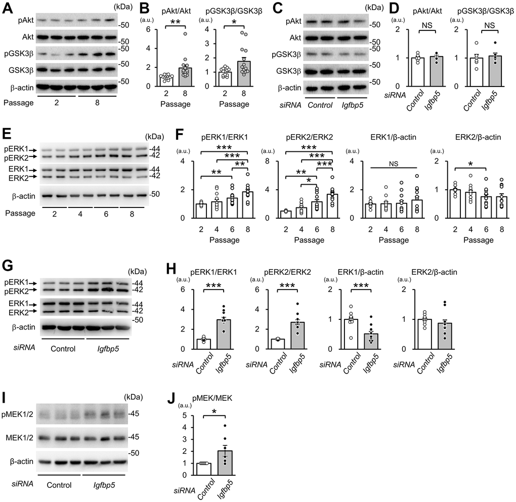 Effects of serial passage and IGFBP5 knockdown on Akt and ERK phosphorylation in MEFs. (A) Representative immunoblots for phospho-Ser473-Akt (pAkt), Akt, phospho-Ser9-GSK3β (pGSK3β), GSK3β, and β-actin in P2 and P8 MEFs. (B) Quantitative data for pAkt and pGSK3β levels normalized to level of the corresponding total protein. N=14 from four independent experiments. *PC) Representative immunoblots for pAkt, Akt, pGSK3β and GSK3β in P2 MEFs transfected with control and Igfbp5 siRNA. (D) Quantitative data for pAkt and pGSK3β levels normalized to level of the corresponding total protein. N=6. (E) Representative immunoblots for phospho-Thr202/Tyr204-ERK1/2 (pERK1 and pERK2), ERK1, ERK2, and β-actin in P2, P4, P6, and P8 MEFs. (F) Quantitative data for pERK1, pERK2, total ERK1, and total ERK2. N=12 in each passage from five independent experiments. *PG) Representative immunoblots for pERK1/2, total ERK1/2, and β-actin in P2 MEFs transfected with control or Igfbp5 siRNA. (H) Quantitative data for pERK1, pERK2, total ERK1, and total ERK2 in cells transfected with control or Igfbp5 siRNA. N=11 in each treatment from six independent experiments. ***PI) Representative immunoblots for phospho-Ser217/221-MEK1/2 (pMEK1/2), total MEK1/2, and β-actin in P2 MEFs transfected with control or Igfbp5 siRNA. (J) Quantitative data for pMEK1/2 and MEK1/2 in cells transfected with control or Igfbp5 siRNA. N=7 in each treatment from seven independent experiments. *P