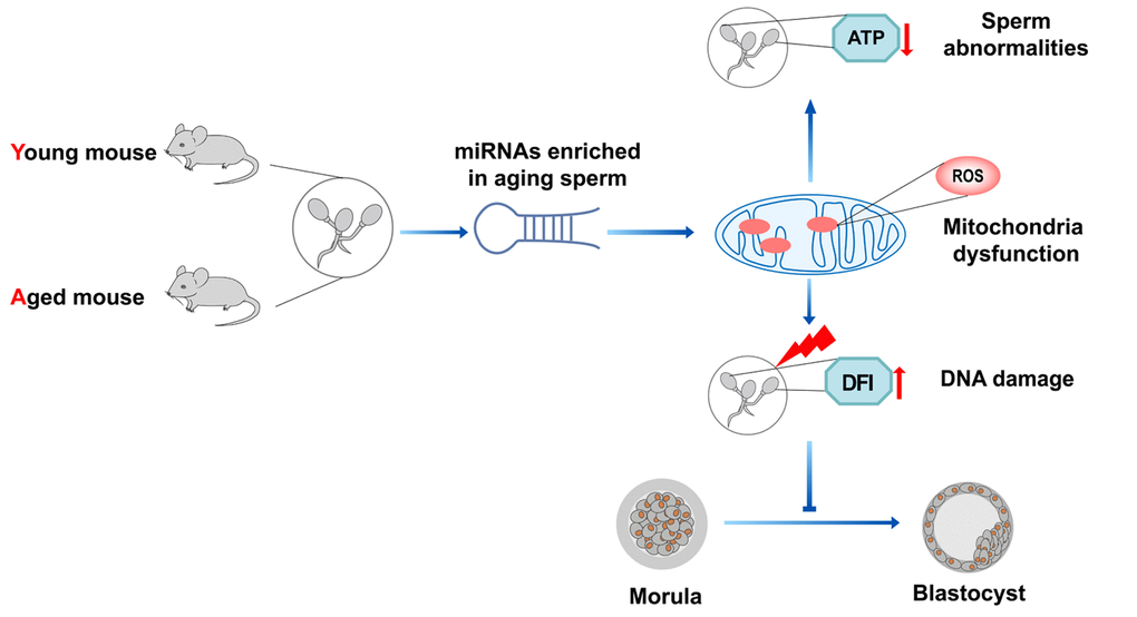 Micrornas In Aging Male Reproduction 