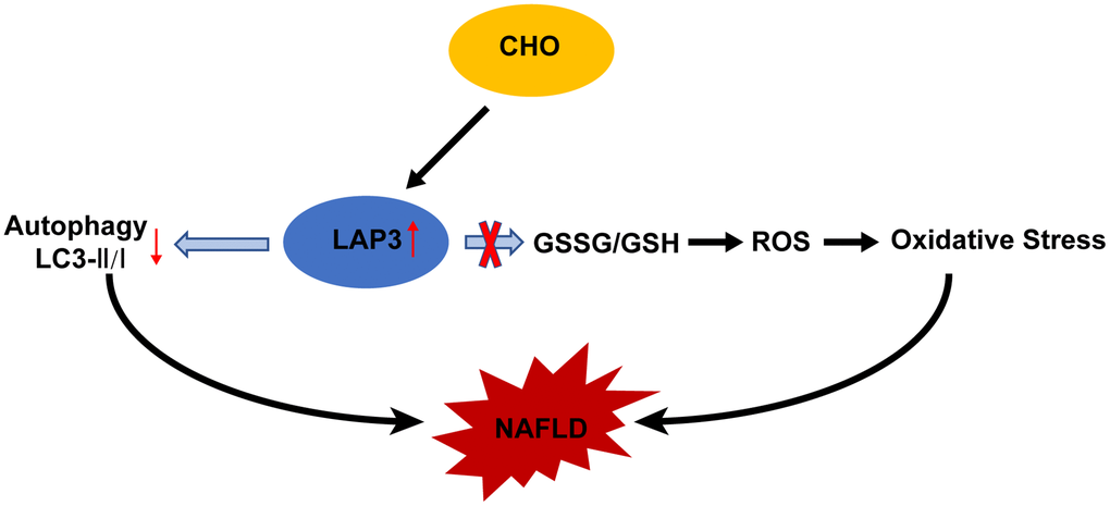 Molecular mechanism of cholesterol-induced LAP3 upregulation in hepatocytes participated NAFLD pathogenesis. Abbreviations: CHO: cholesterol; NAFLD: nonalcoholic fatty liver disease; ROS: reactive oxygen species; LAP3: leucine aminopeptidase 3.