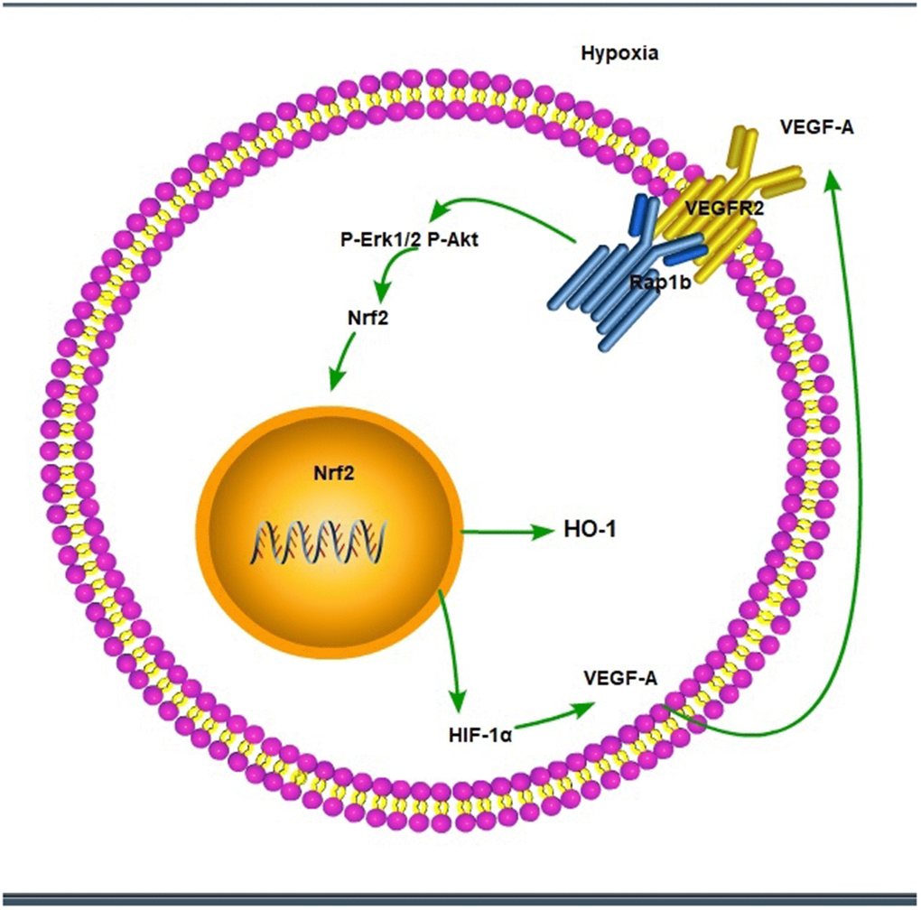 The scheme of hypoxic/VEGF-A-Rap1b/VEGFR2 pathway.