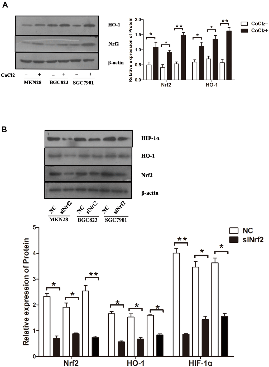 Protein expression under different conditions (A) Expression of Nrf2 and HO-1 in GC cells cultured under a hypoxic condition. The graphs show the quantified data of western blots. (B) Expression of Nrf2, HO-1 and HIF-1α in GC cells after they were transfected with siRNAs and cultured under a hypoxic condition. The graphs show the quantified data of western blot. (*P