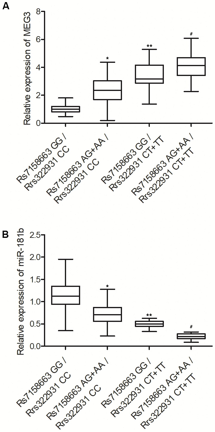 The expression of MEG3 (A) was progressively elevated while the expression of miR-181b was progressively suppressed (B) in the peripheral blood of Crohn’s disease patients carrying rs7158663 GG/rs322931 CC (N=76), rs7158663 AG+AA/rs322931 CC (N=62), rs7158663 GG/rs322931 CT+TT (N=36), and rs7158663 AG+AA/rs322931 CT+TT (N=32) genotypes (* P value 