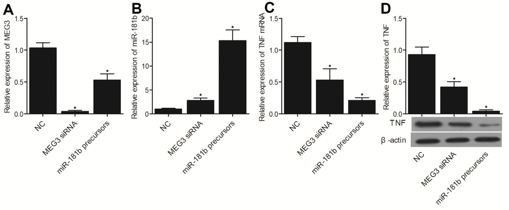 The successful transfection of MEG3 siRNA, which was validated by the evidently reduced expression of MEG3 (A), promoted the expression of miR-181b (B) and repressed the expression of TNF-α mRNA (C) and protein (D). Moreover, the successful transfection of miR-181b precursors, which was validated by the significantly promoted miR-181b expression (B), suppressed the expression of MEG3 (A), TNF-α mRNA (C) and protein (D) (* P value 