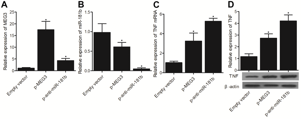 The successful transfection of p-MEG3, which was validated by the evidently enhanced expression of MEG3 (A), inhibited the expression of miR-181b (B) and increased the expression of TNF-α mRNA (C) and protein (D). Moreover, the successful transfection of p-anti-miR-181b, which was validated by the evident inhibition of miR-181b expression (B), promoted the expressions of MEG3 (A), TNF-α mRNA (C) and protein (D) (* P value 