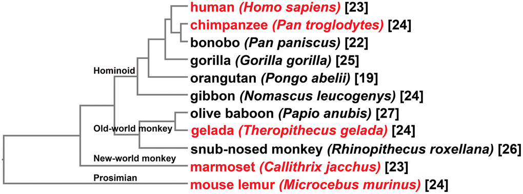 Taxonomy of the primate species for investigation of MMPs. At the tip of each clade shows the common name followed by the Latin name of the organism. Tips shown in red represent species with comparative gene expression analyses performed. Shown at nodes are four major primate groups. Numbers in brackets are counting of MMPs identified for each organism.