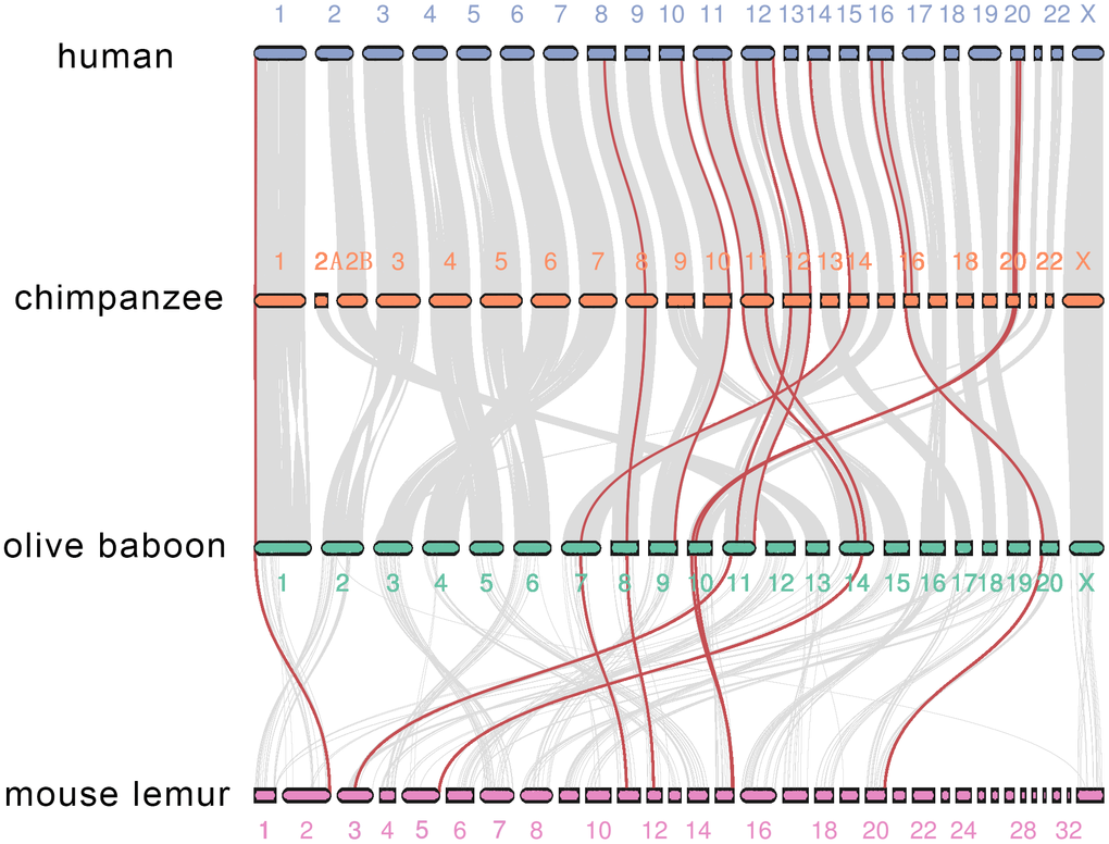 Co-synteny of the MMP genes across human, chimpanzee, olive baboon and mouse lemur. Co-synteny clusters are shown as grey curves, and MMPs in the co-synteny clusters are shown in red.