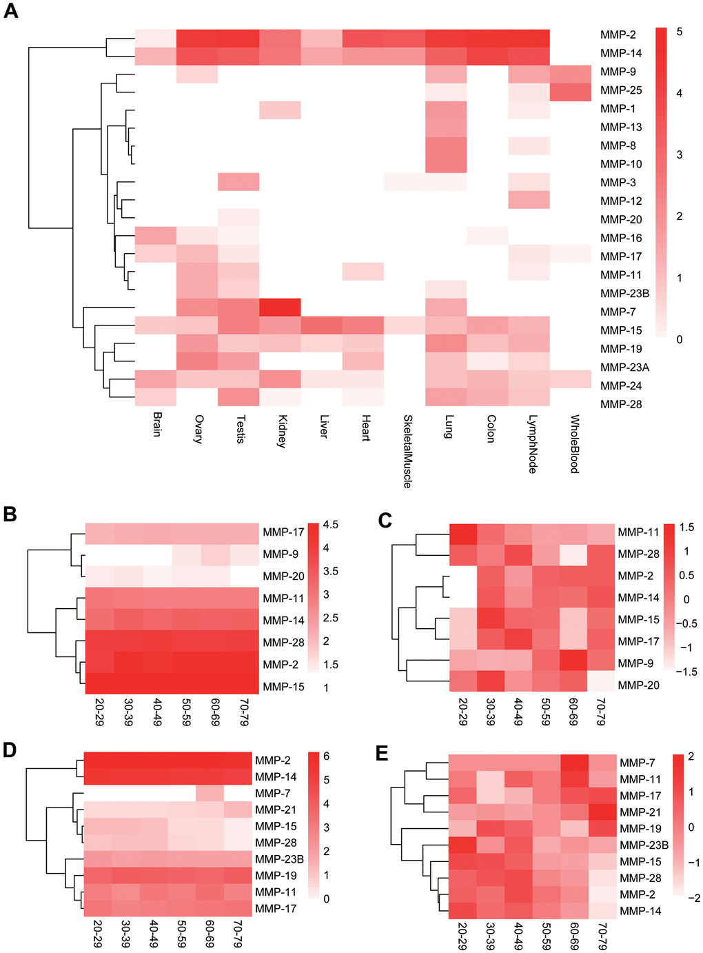 Expression of human MMP genes. (A) Heatmap of human MMP gene expression in 11 tissues. (B) Longitudinal expression of human MMPs in testis (not normalized). (C) Longitudinal expression of human MMPs in testis (normalized). (D) Longitudinal expression of human MMPs in ovary (not normalized). (E) Longitudinal expression of human MMPs in ovary (normalized). The MMP genes are clustered based on expression patterns.