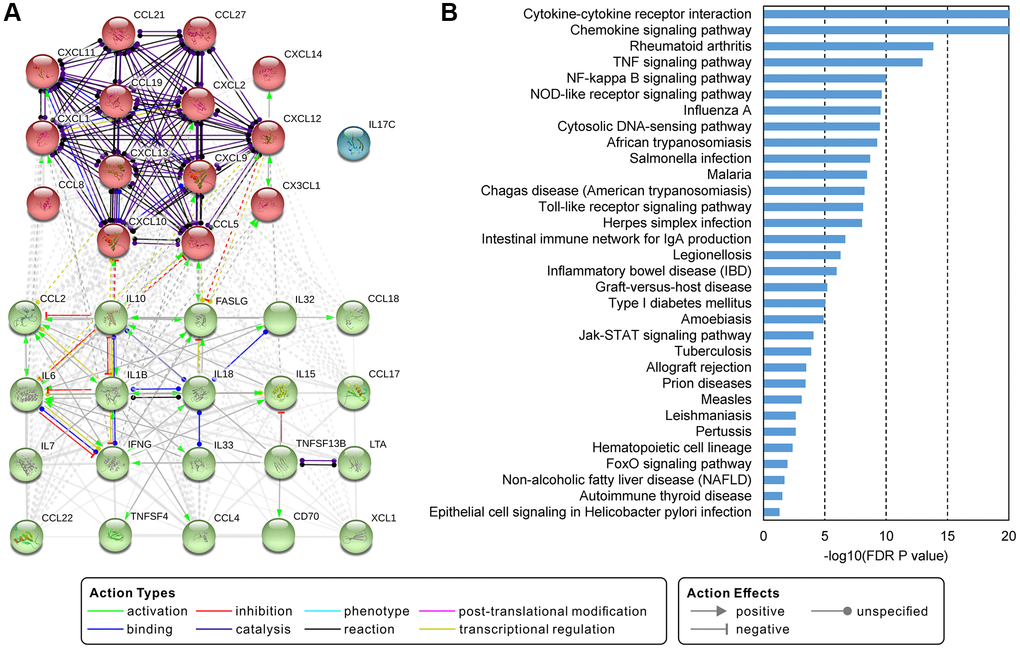Interactions and functions of commonly deregulated cytokines. (A) Protein-protein interaction network of 35 commonly deregulated cytokines. The network uses the k-means clustering method and is clustered into 3 specified groups. (B) Significantly enriched KEGG pathways of genes in the network. A pathway with an FDR P-value less than 0.05 was considered significant.