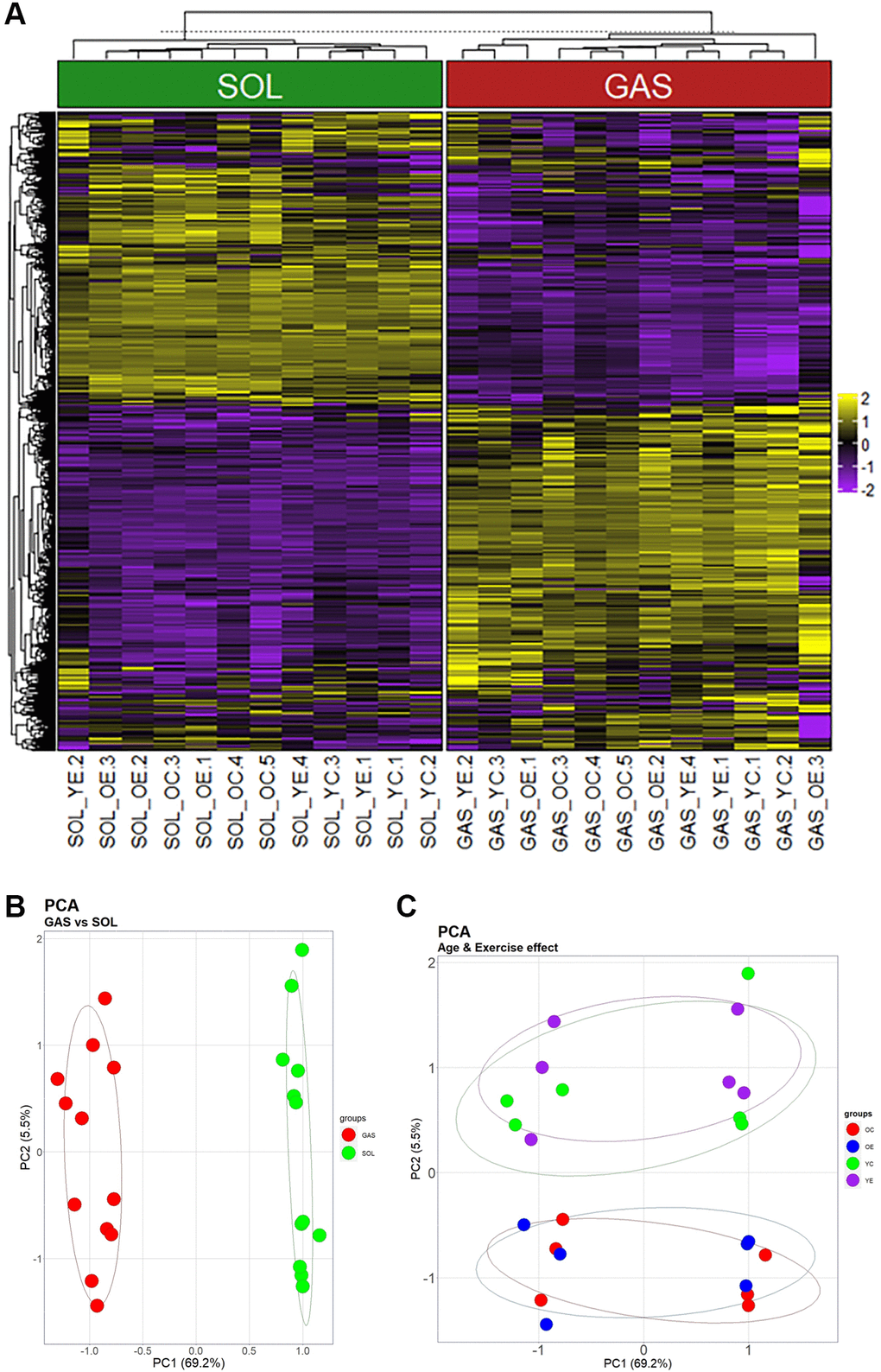 Heatmap and PCA showing the effects of muscle fiber type, aging, and exercise on gene expression. (A) Heatmap using the 1268 genes that passed screening. (i) Values for genes with median value of B) and (C) are the same plot, but they were clustered by another PC. (B) Clusters separated by PC1 (69.2% of total variance) (C) Groups divided by PC2 (5.5% of total variance).
