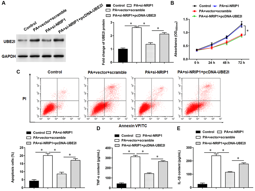 NRIP1 affects PA treated TC-1 cells by positively regulating UBE2I expression. The PA011-treated TC-1 cells were transfected with si-NRIP1 alone or together with pcDNA-UBE2I. (A) The protein expression of UBE2I was analyzed by Western botting. (B) MTT assay was used to analyzed the viability of cells. (C) Apoptosis of cells were detected by flow cytometry. (D, E) Relative contents of TNF-α and IL-1β were analyzed by ELISA kits. GAPDH was used as an internal reference. N = 6, *P 