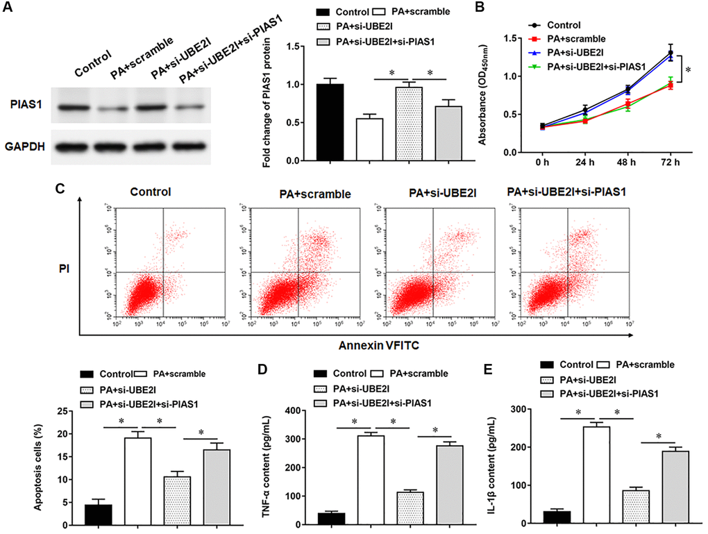 UBE2I affects TC-1 cells by negatively regulating PIAS1. The PA011-treated TC-1 cells were transfected with si-UBE2I alone or together with si-PIAS1. (A) The protein expression of PIAS1 was analyzed by Western botting. (B) MTT assay was used to analyzed the viability of cells. (C) Apoptosis of cells were detected by flow cytometry. (D, E) Relative content of TNF-α and IL-1β were analyzed by ELISA kits. GAPDH was used as an internal reference. N = 6, *P 