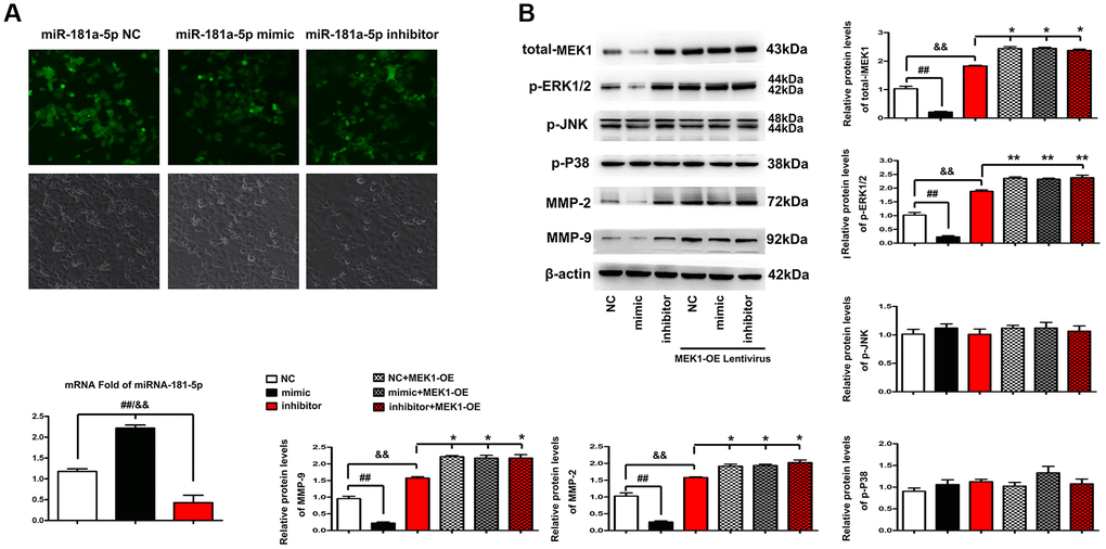 Elevation of miR-181a-5p regulated ERK-MMP pathway in ESCC through MEK1. (A) FISH was performed to identify the distribution and expression levels of miR-181a-5p in miR-181a-5p NC, miR-181a-5p mimics or inhibitor transfected ECA109 cells. The positive expression shows green fluorescence. The red arrows represent a tiny amount of fluorescence of miR-181a-5p. (B) Western blotting analysis of p-ERK1/2, p-JNK, p-P38, t-ERK1, MMP2 and MMP9 in miR-181a-5p NC, miR-181a-5p mimics or inhibitor transfected ECA109 cells. The p-ERK1/2, p-JNK, p-P38, t-ERK1, MMP2 and MMP9 protein levels were measured after co-transfection with miR-181a-5p mimics, miR-181a-5p NC or miR-181a-5p inhibitor and MEK1-OE Lentivirus in ECA109 cells. Different data were presented as mean ± S.D. (all P 