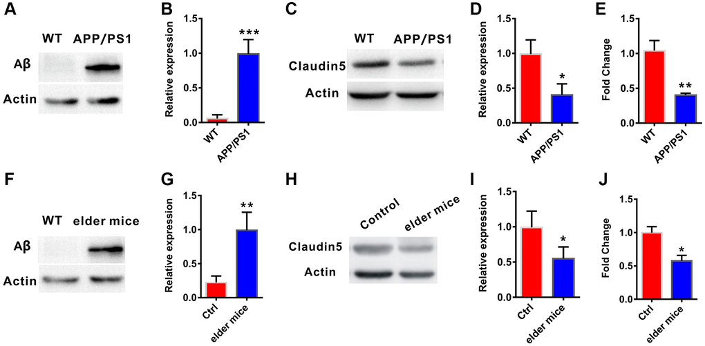 Decreased claudin-5 level in AD and elder mice. (A, B) The APP/PS1 mice exhibited increased Aβ protein level in hippocampal region (n = 4 per group; two-tailed Student’s t-test). (C, D) Decreased claudin-5 protein level in hippocampus of the APP/PS1 mice (n = 4 per group; two-tailed Student’s t-test). (E) Decreased claudin-5 mRNA level in hippocampus of APP/PS1 mice (n = 6 per group; two-tailed Student’s t-test). (F, G) The elder mice exhibited increased Aβ protein level in hippocampal region (n = 4 per group; two-tailed Student’s t-test, P = 0.001). (H, I) Decreased claudin-5 protein level in hippocampus of elder mice (n = 4 per group; two-tailed Student’s t-test). (J) Decreased claudin-5 mRNA level in hippocampus of elder mice (n = 6 per group; two-tailed Student’s t-test). Data show mean ± s.e.m. *P **P ***P 
