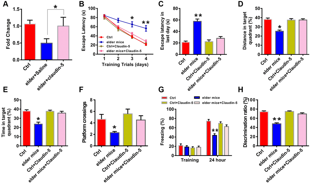 Effects of intravenous injection of claudin-5 on learning and memory in elder mice. (A) Intravenous injection of claudin-5 (4 μM) restored the decreased claudin-5 mRNA level in hippocampus of elder mice (n = 6 per group; one-way ANOVA). (B–F) The ability to search the platform (B [4 consecutive days] and C [the last day]), swim distance in the target quadrant (D), spend time in the target quadrant (E), and cross the target quadrant number of times (F) in MWM between different group mice (n = 8–10 per group; Repeated measures two-way ANOVA in B; one-way ANOVA in C–F). (G) The freezing time in contextual fear conditioning test between different group mice (n = 8–10 per group; one-way ANOVA). (H) The discrimination rate in NOR test between different group mice (n = 8–10 per group; one-way ANOVA). Data show mean ± s.e.m. *P **P ***P 