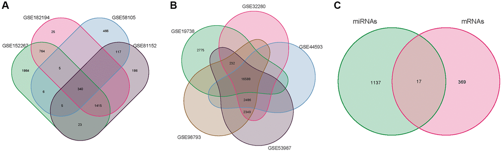 Venn diagram. (A) miRNA of the merger GSE58105, GSE81152, GSE152267 and GSE182194. (B) mRNA of the merger GSE19738, GSE32280, GSE44593, GSE53987, and GSE98793. (C) overlapping DE-mRNAs.