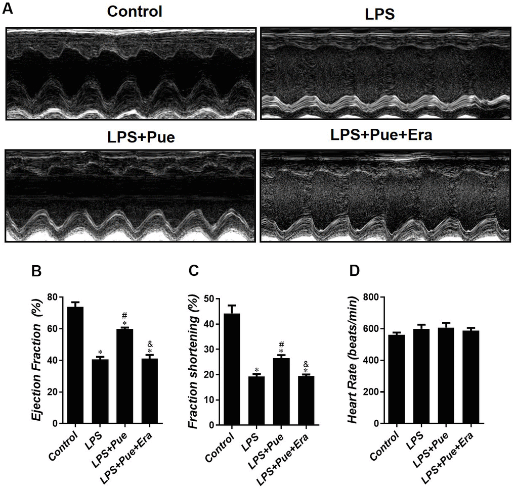 Puerarin attenuates LPS-induced cardiac dysfunction in mice. (A) Echocardiography was conducted to evaluate the changed in cardiac function in each group. Quantification of (B) ejection fraction (EF%), (C) fractional shortening (FS%) and (D) heart rate in all groups. Data represent the mean ± SD. *P 